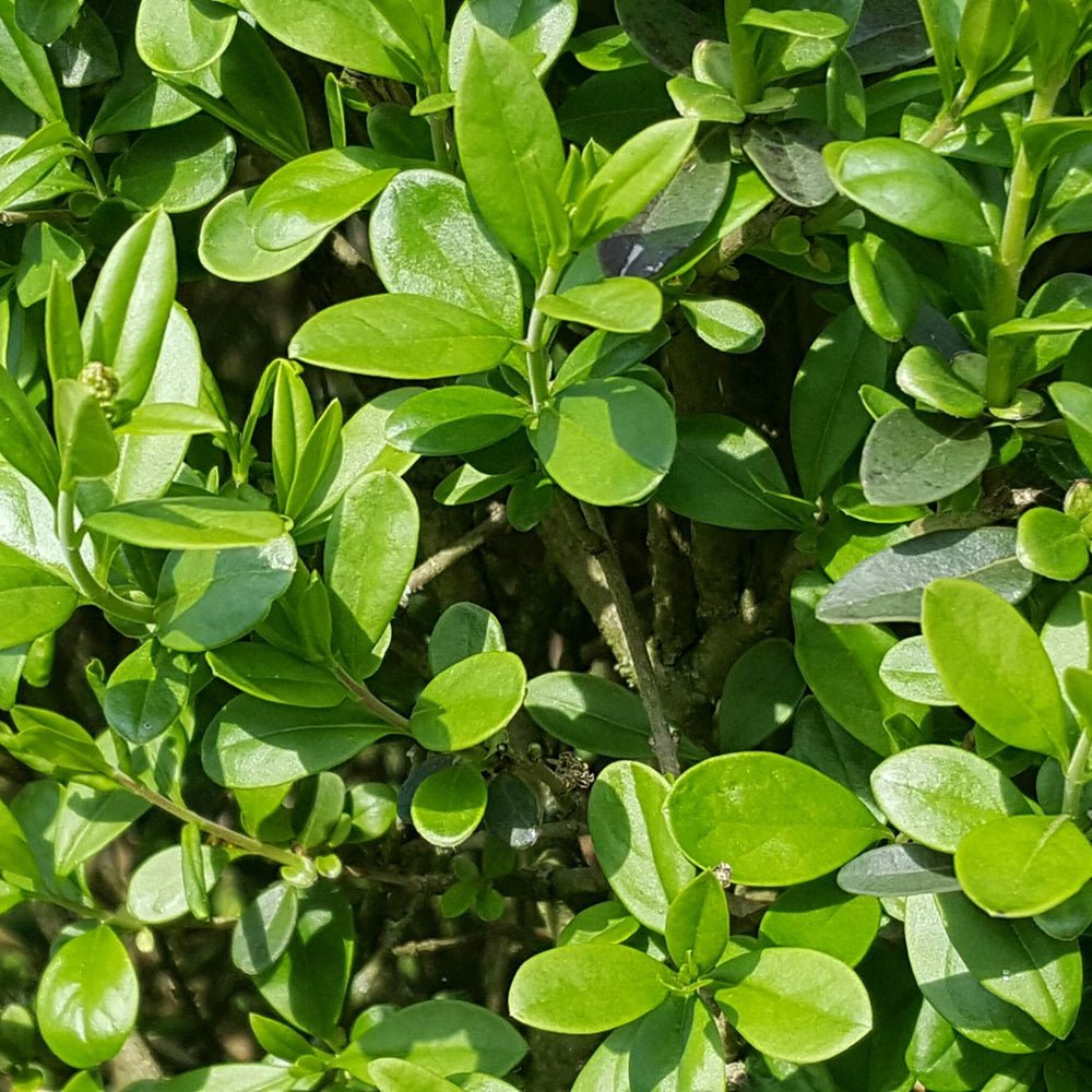 Lemn Cainesc cu frunza mica (Ligustrum Vulgare)