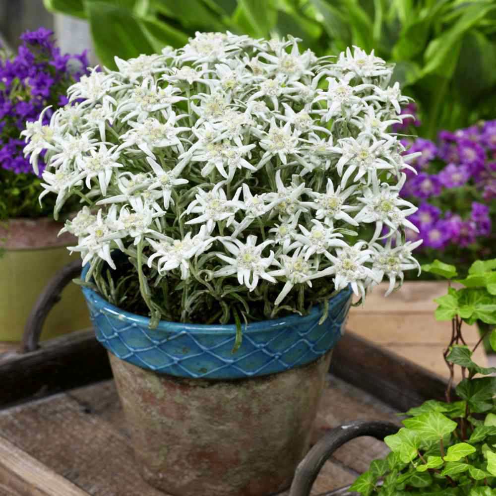Floarea-de-colt (Leontopodium alpinum), cu flori albe, perena rezistenta decorativa pentru stanca