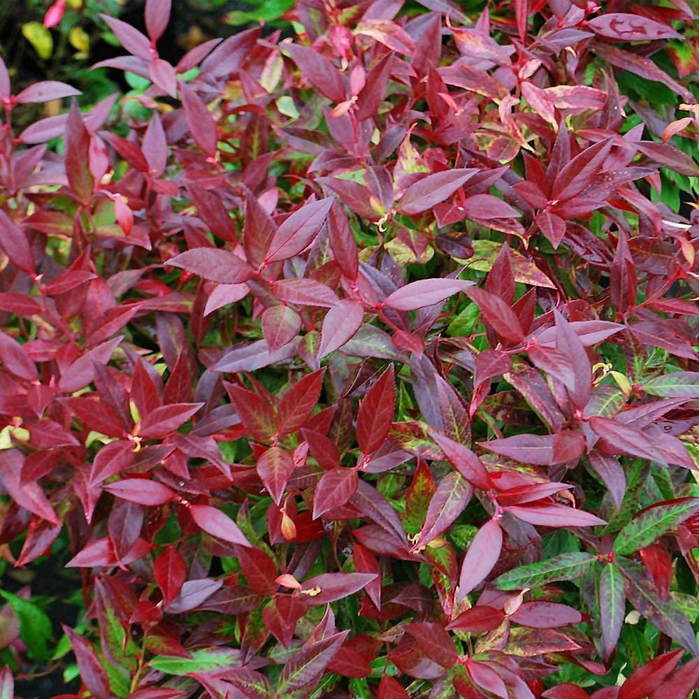 Leucothoe Zebild