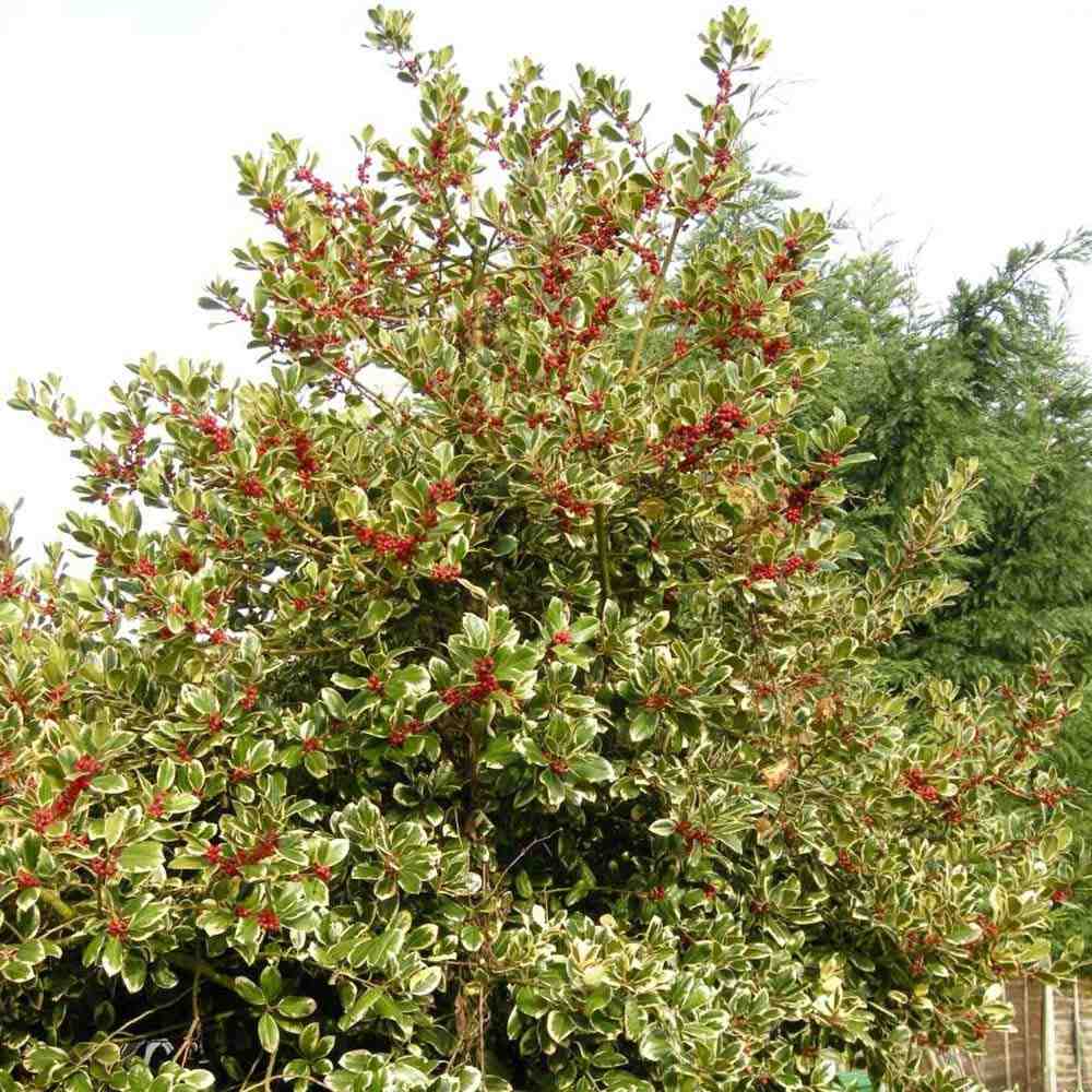 Японски лавър (Ilex) Golden King дръвче, вечнозелено, студоустойчиво