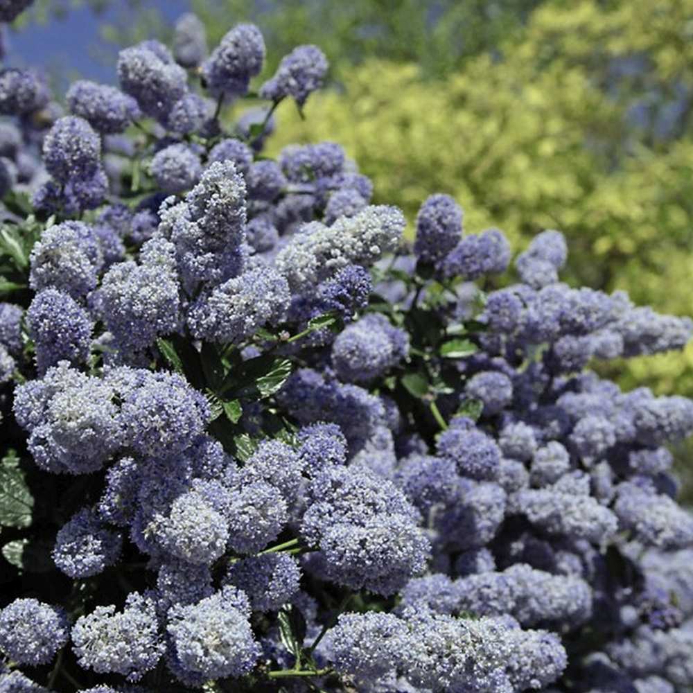Liliac albastru californian vesnic verde (Ceanothus delieanus Gloire de Versailles)