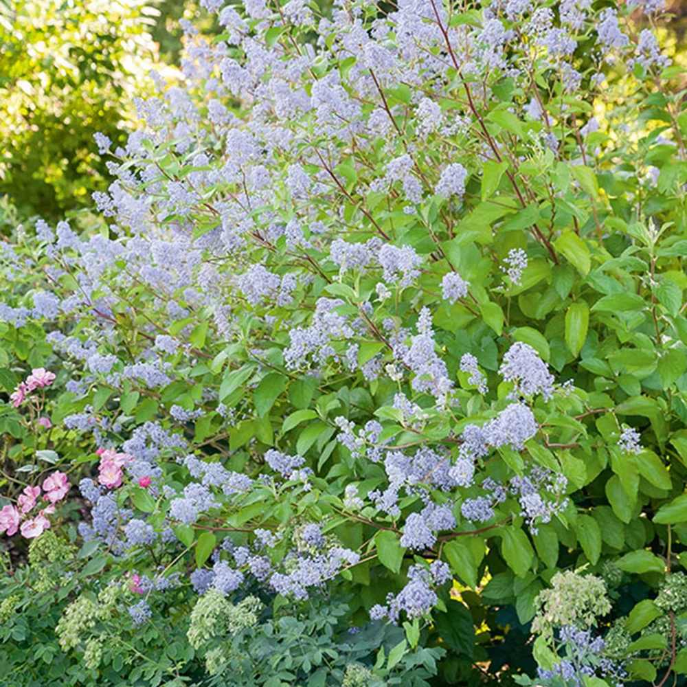 Liliac albastru californian vesnic verde (Ceanothus delieanus Gloire de Versailles)