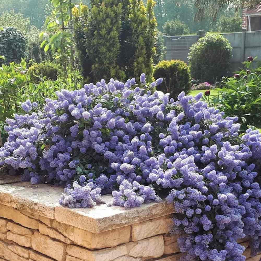 Liliac albastru californian vesnic verde (Ceanothus Thyrsiflorus Repens)