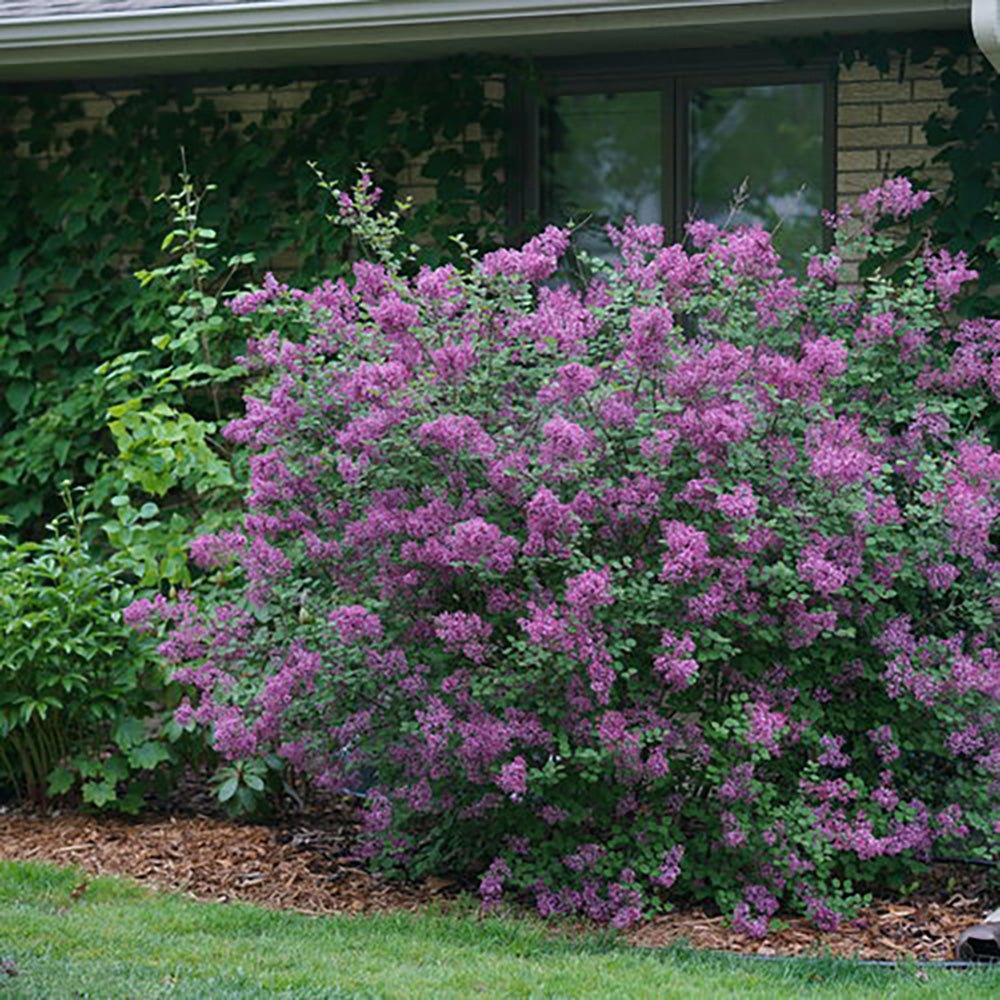 Liliac mov-inchis Bloomerang Dark Purple, cu inflorire repetata (Syringa)