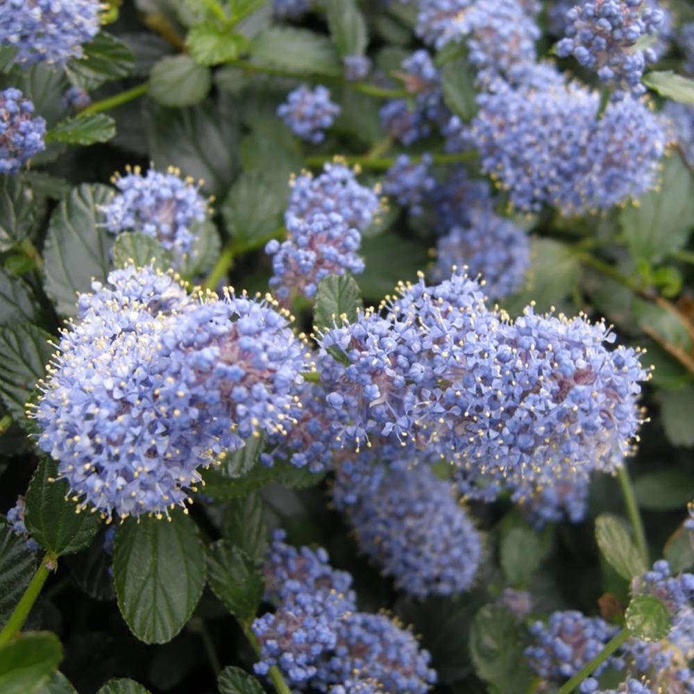Liliac Californian Tip Copac Repens (Ceanothus Thyrsiflorus), cu flori albastre, vesnic verde