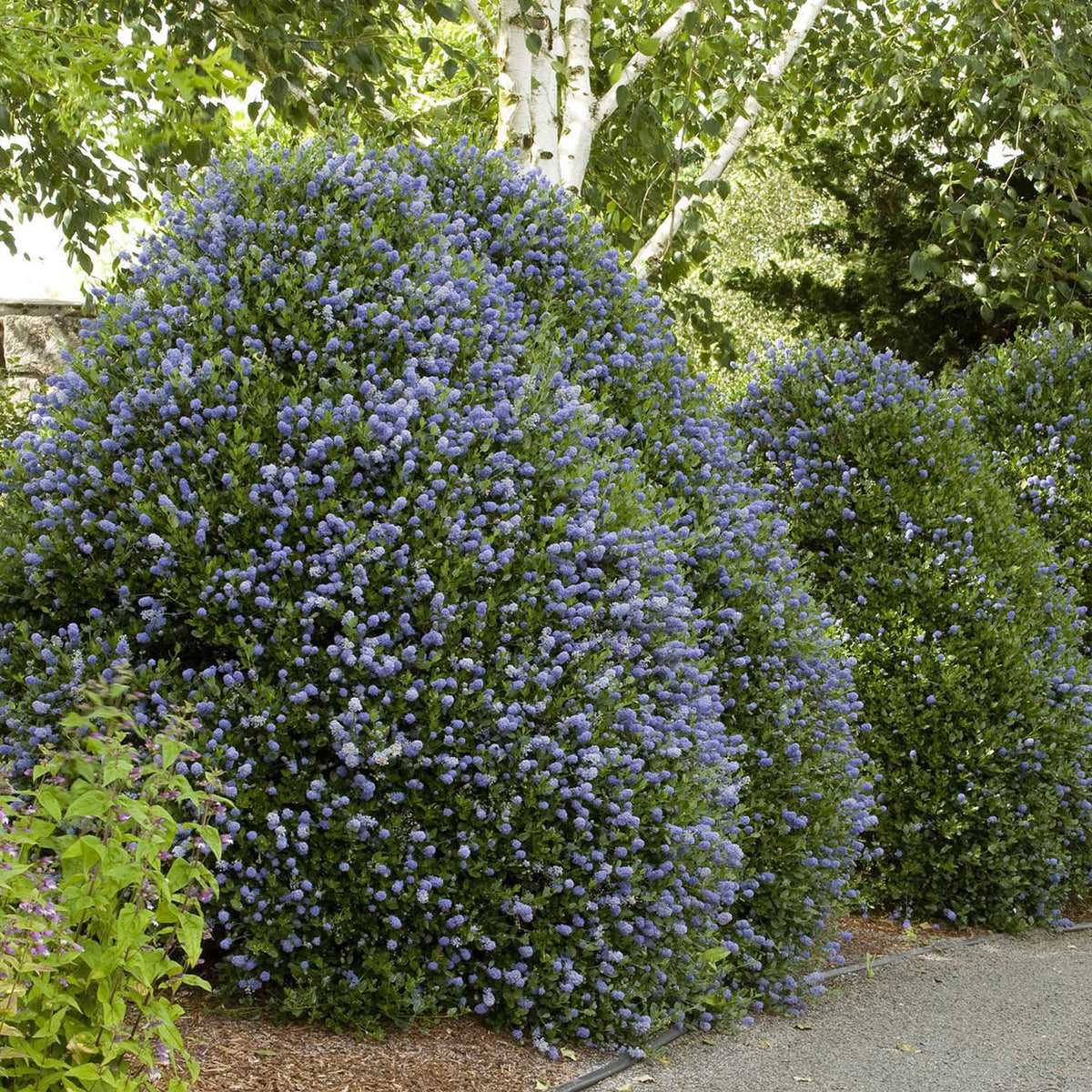 Liliac albastru californian vesnic verde Victoria (Ceanothus Impressus)