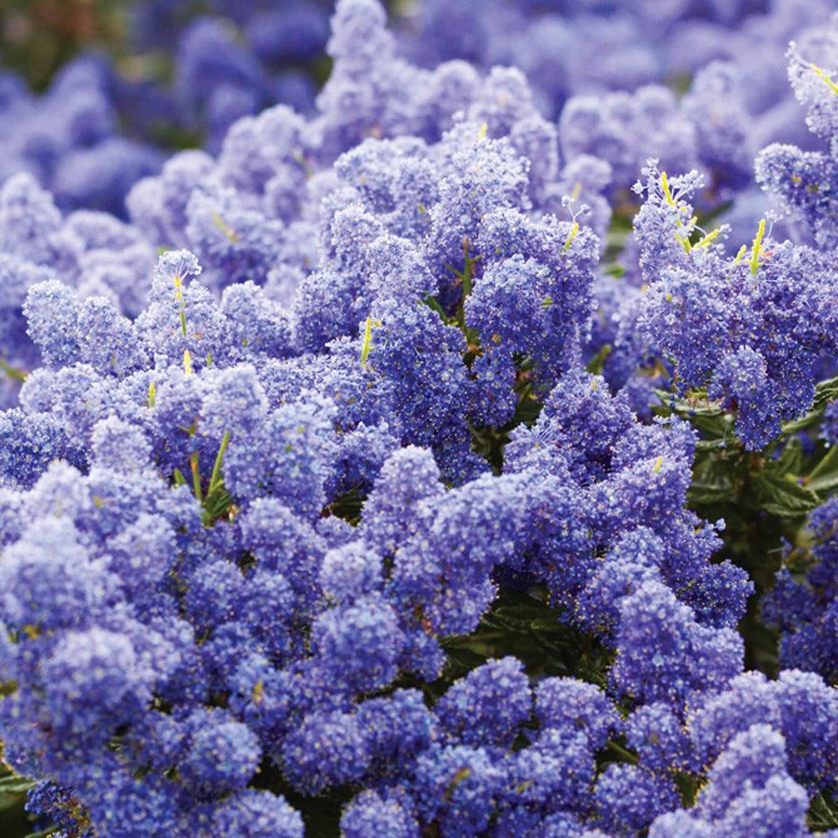 Liliac albastru californian vesnic verde Victoria (Ceanothus Impressus)