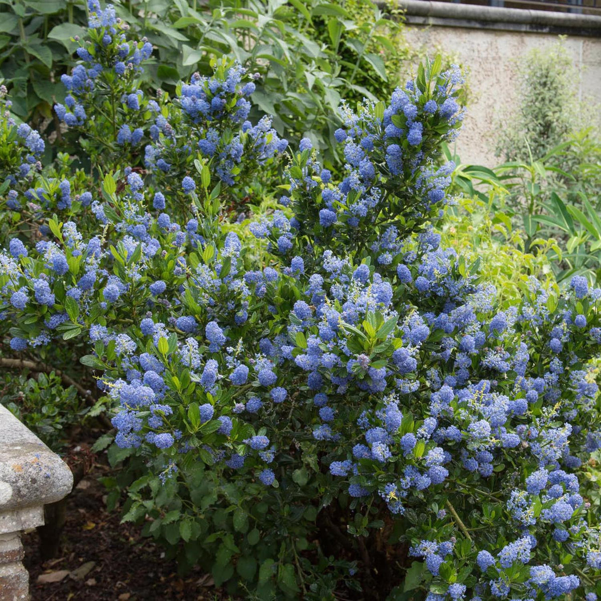 Liliac albastru californian vesnic verde Victoria (Ceanothus Impressus)