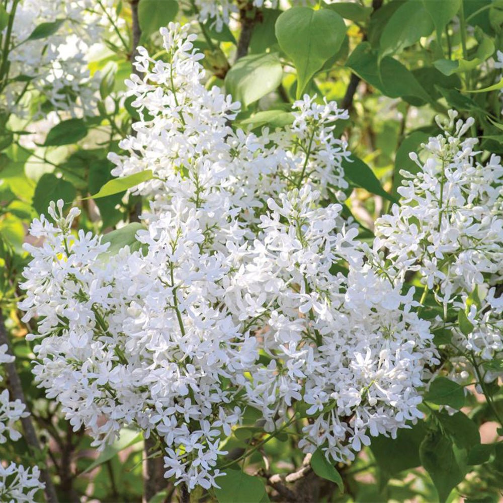 Liliac (Syringa) Copac Madame Lemoine, cu flori albe
