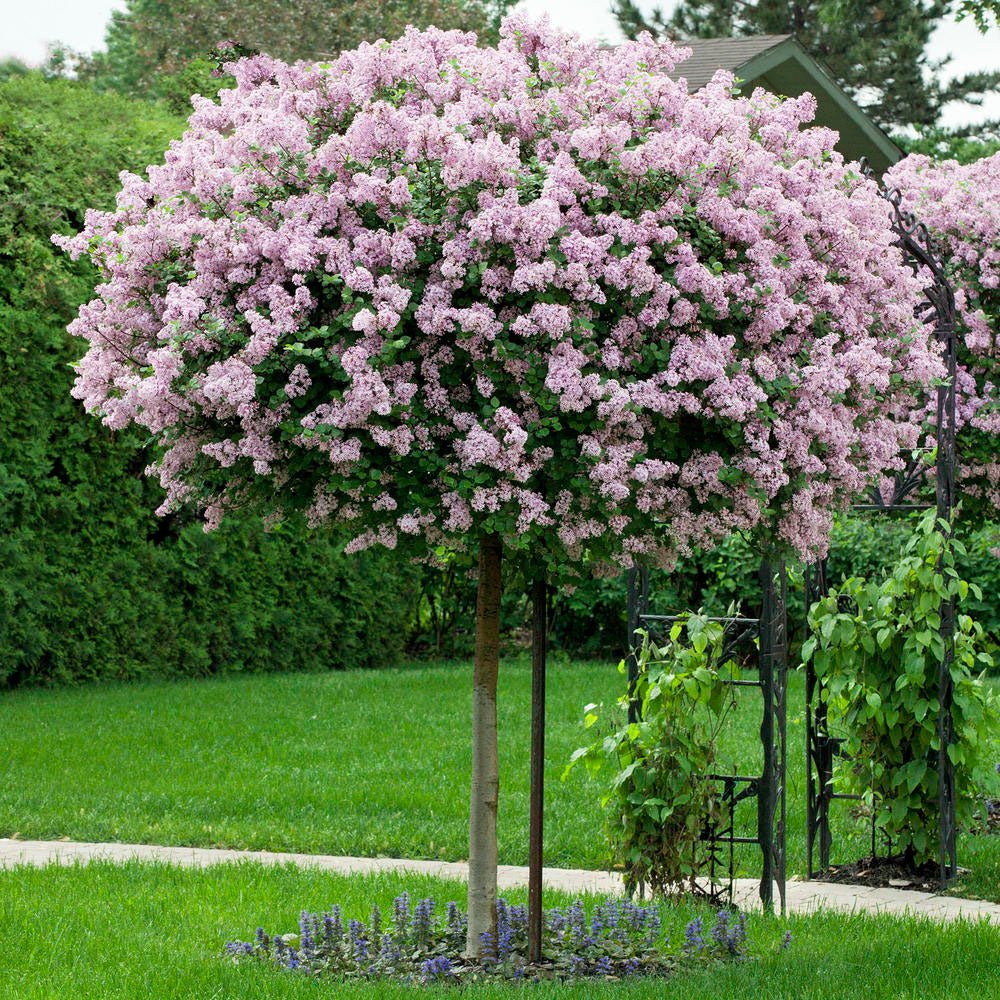 Liliac (Syringa) Copac Josikaea, cu Flori violet-inchis