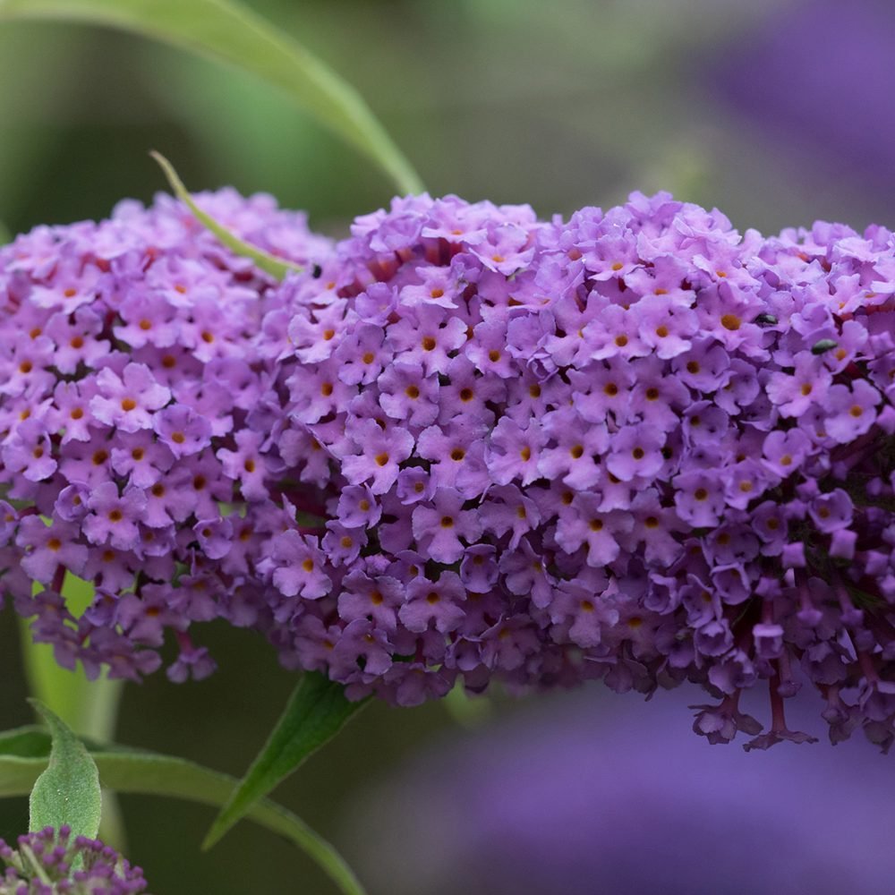 Liliac de vara Ile de France, cu flori mov si parfumate