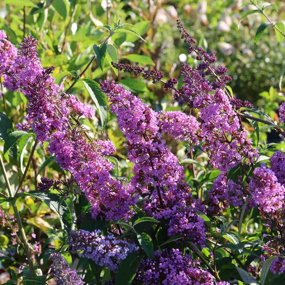Liliac de vara Ile de France, cu flori mov si parfumate