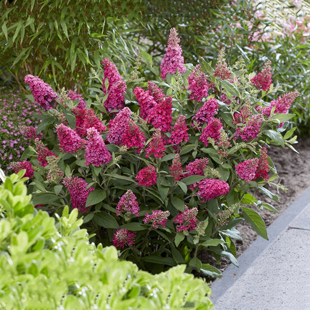Liliac de vara pitic roz-rubiniu Butterfly Candy Little Pink