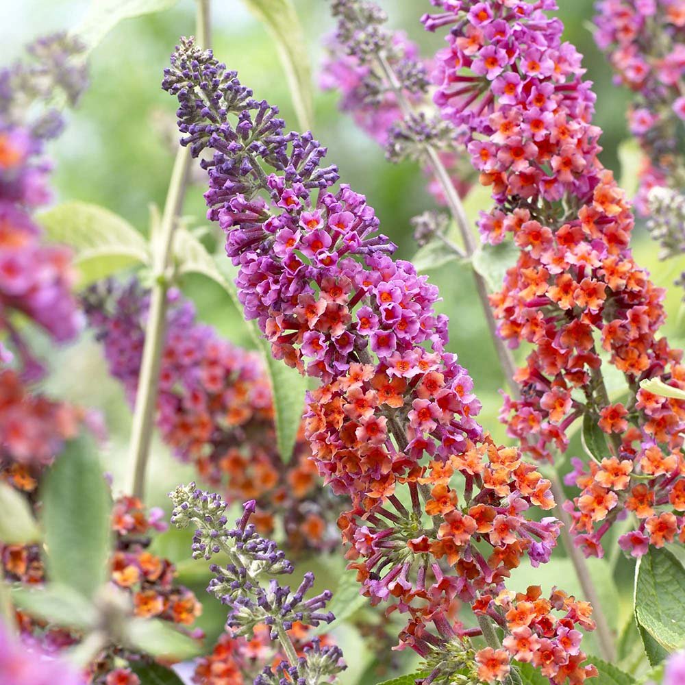 Liliac de Vara portocaliu - roz si mugurii albastri Flower Power (Buddleja)