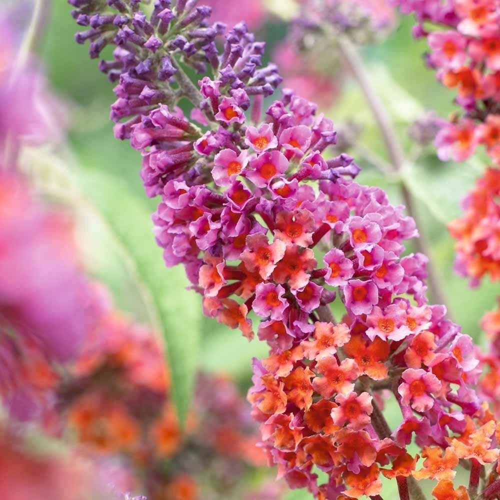 Liliac de Vara portocaliu - roz si mugurii albastri Flower Power (Buddleja)