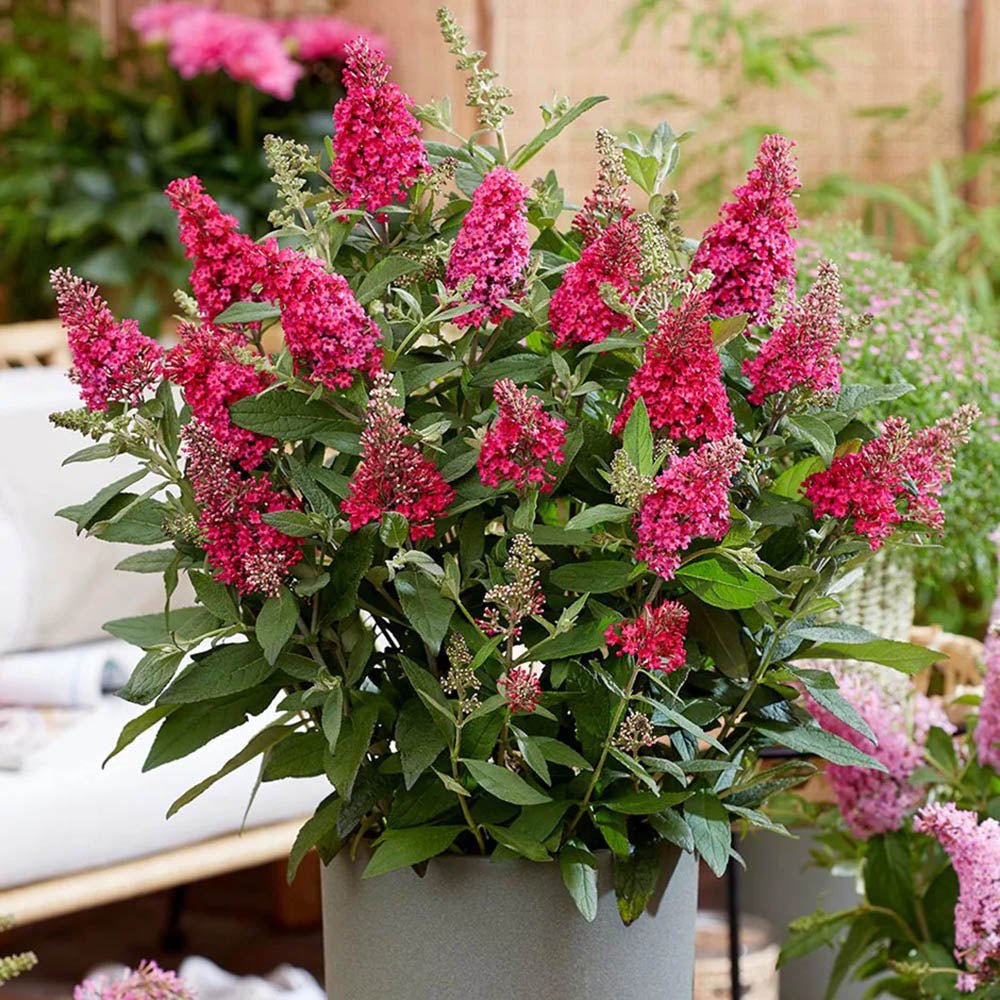 Liliac de Vara rosu Royal Red (Buddleja)