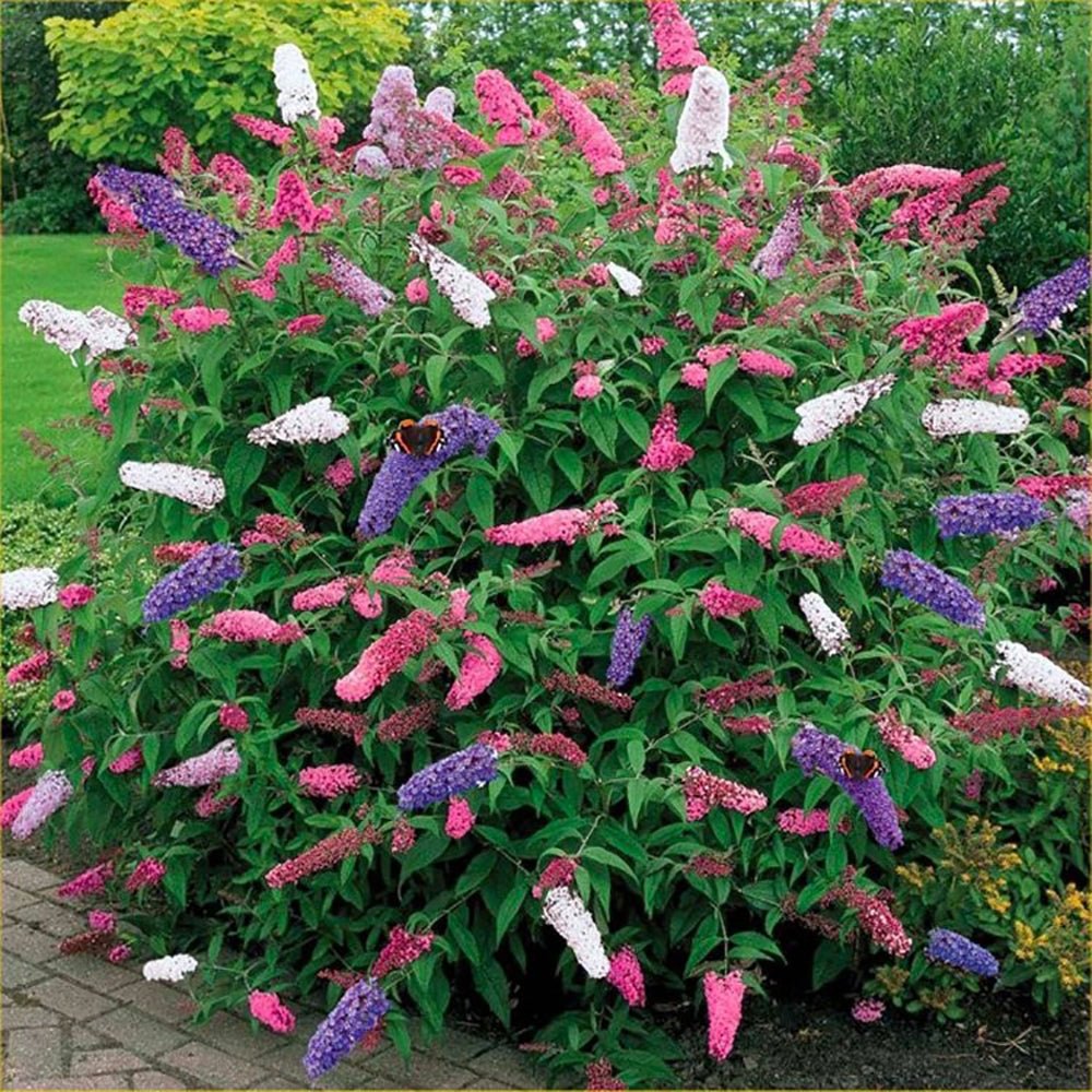 Liliac de Vara Tricolor- Parfum dulce (Buddleja)
