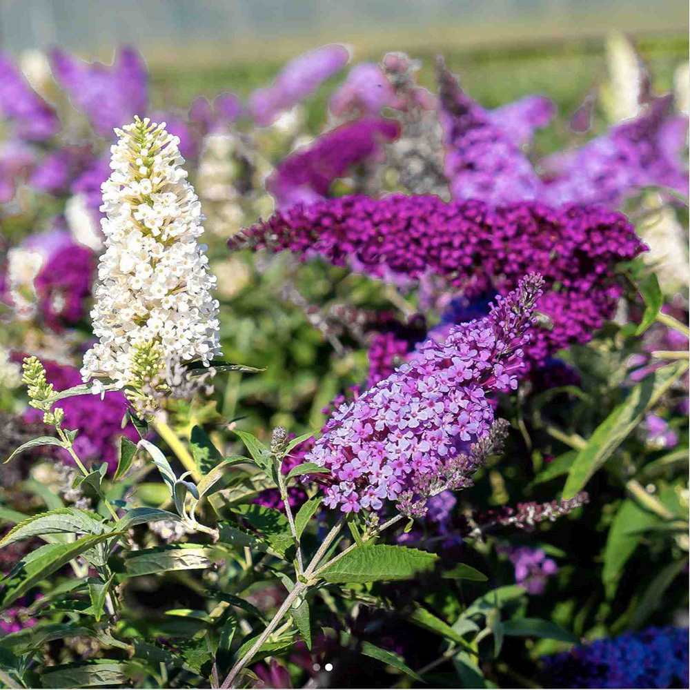 Liliac de Vara Tricolor- Parfum dulce (Buddleja)