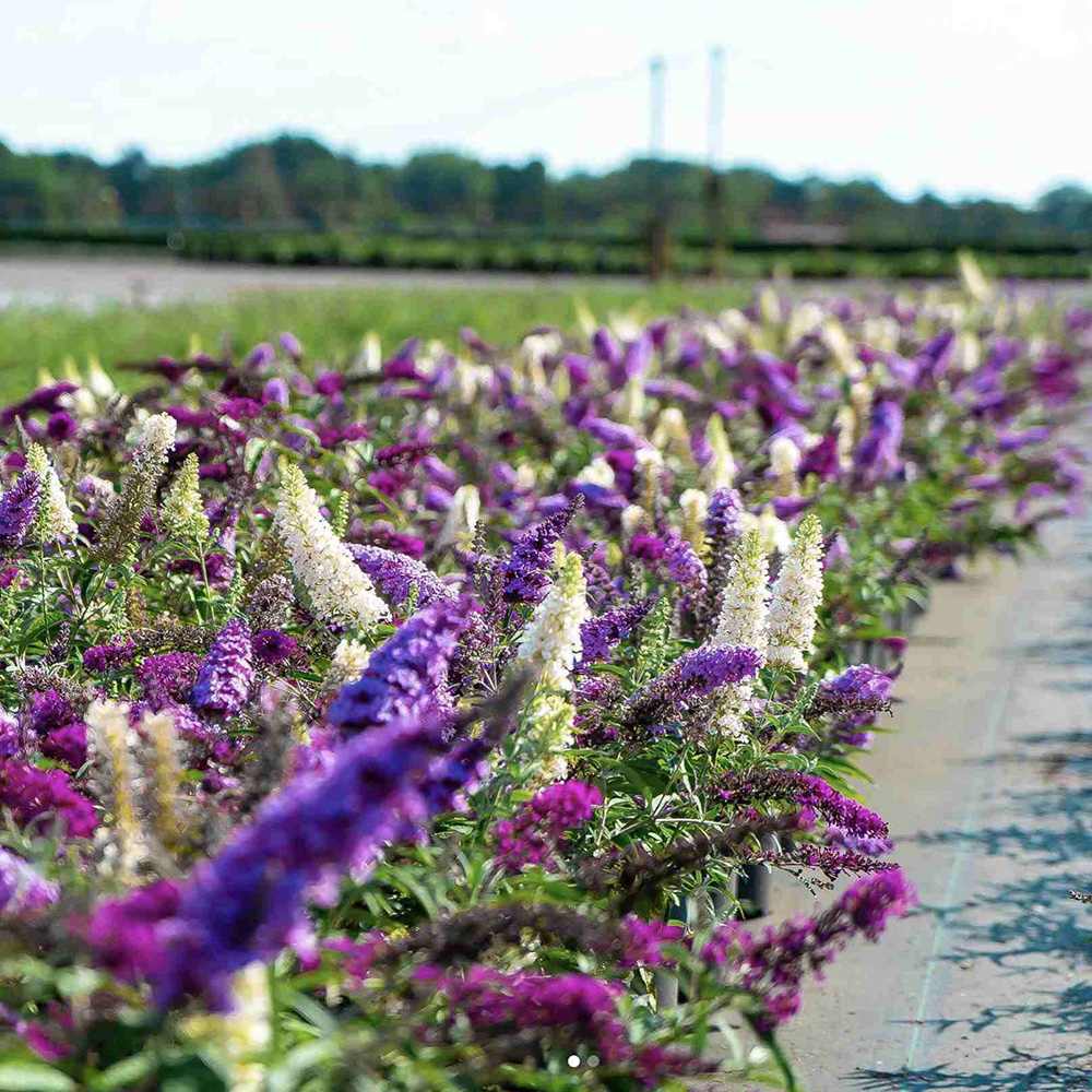 Liliac de Vara Tricolor- Parfum dulce (Buddleja)