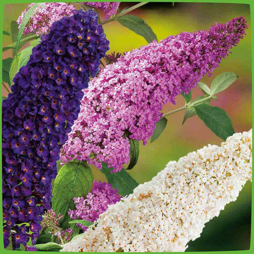 Liliac de Vara Tricolor- Parfum dulce (Buddleja)