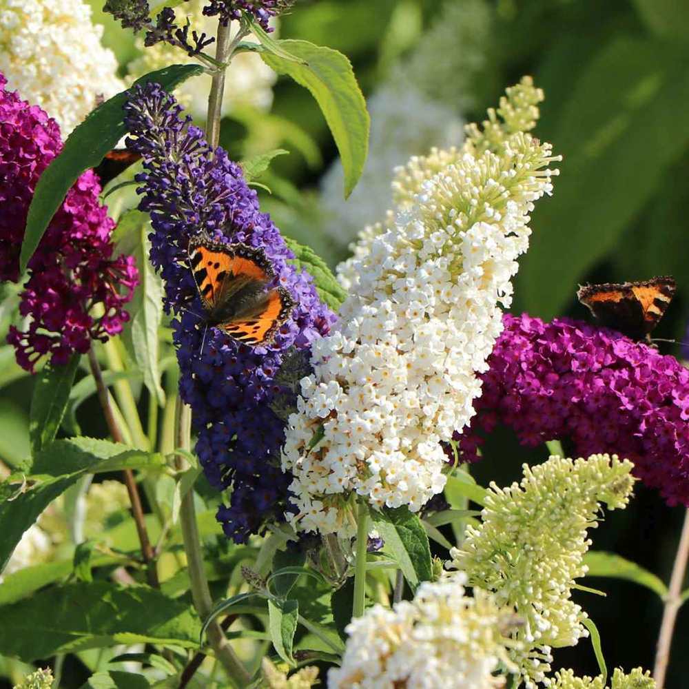 Liliac de Vara Tricolor- Parfum dulce (Buddleja)