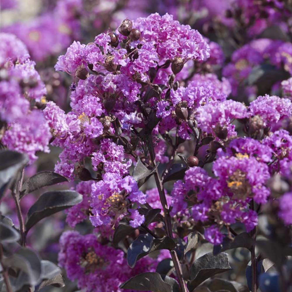 Индийски люляк Purple Star, декоративно дърво с виолетово-пурпурни цветове, дълъг цъфтеж