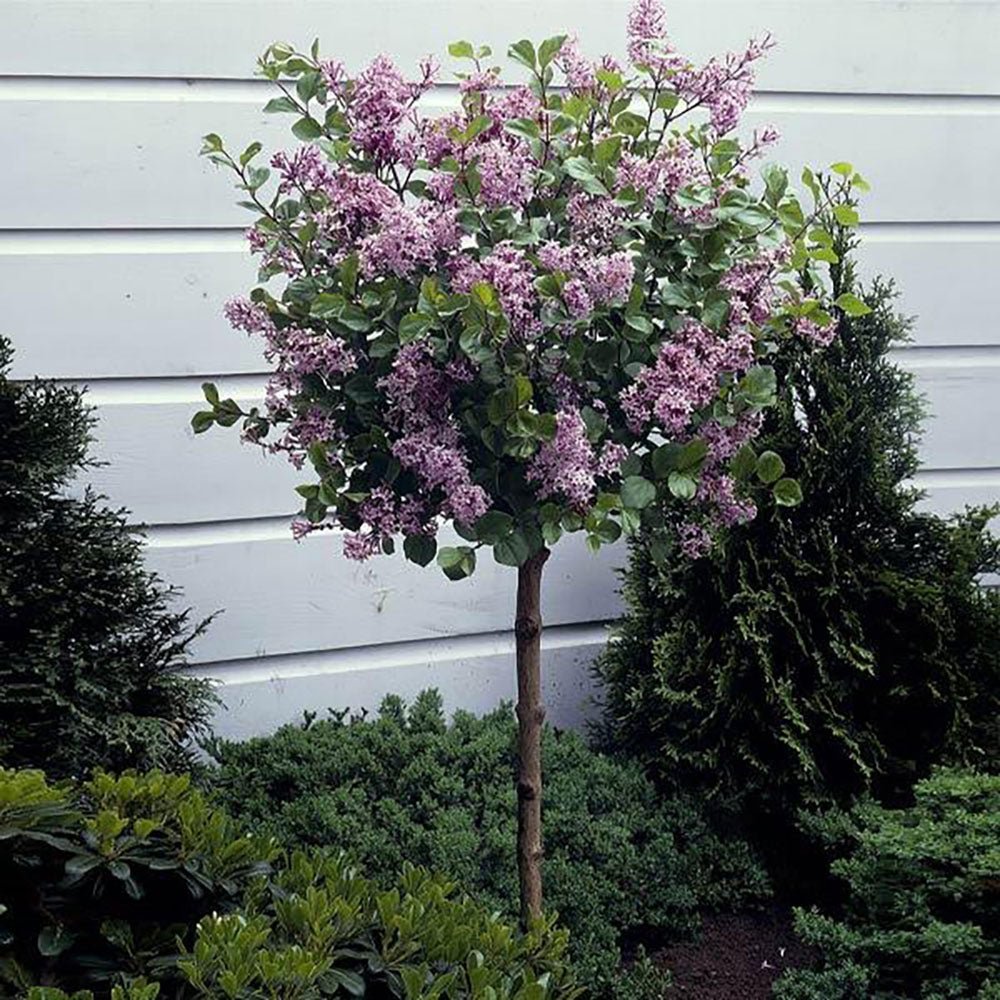 Liliac (Syringa) Copac Michel Buchner, cu flori lila-deschis si parfum seducator
