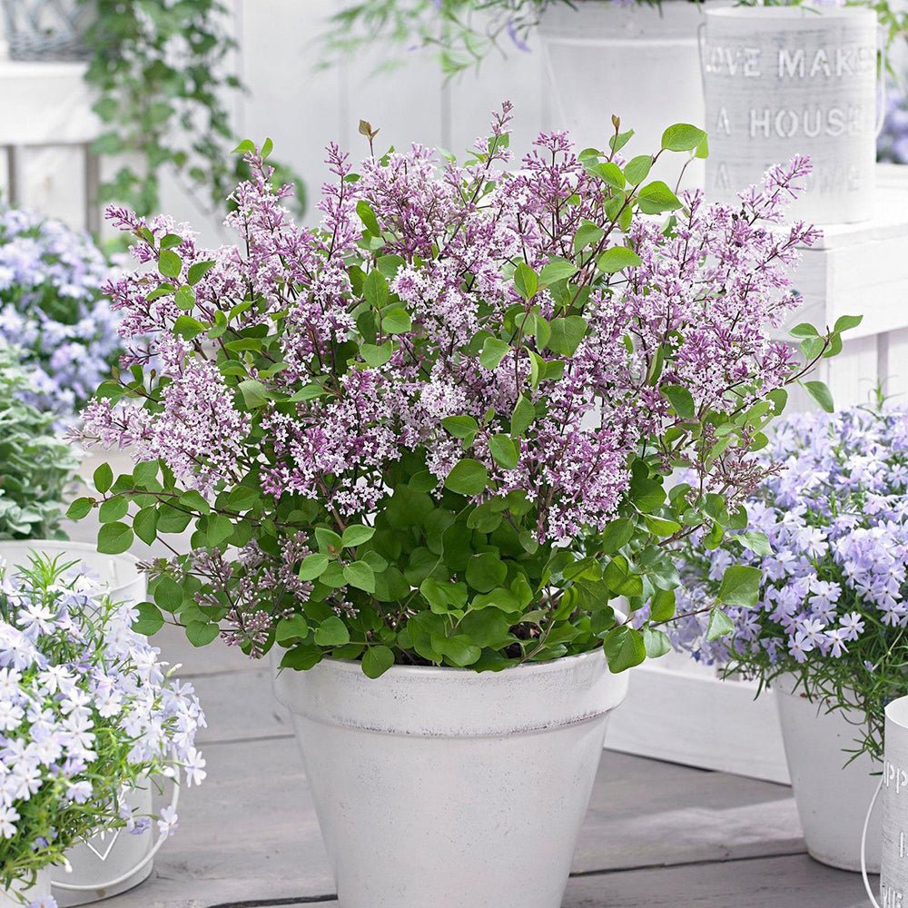 Liliac Pitic roz Flowerfesta Pink (Syringa)