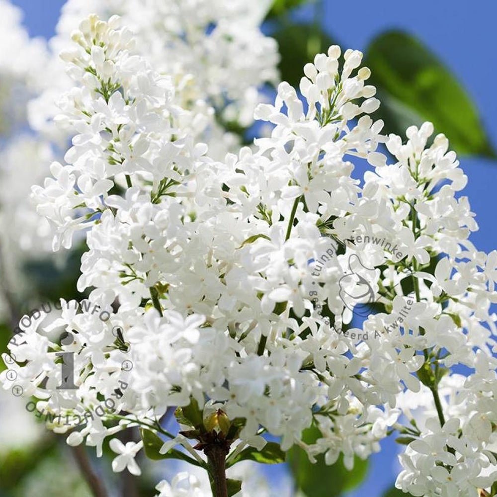 Liliac (Syringa) Agnes Smith, cu Flori Albe