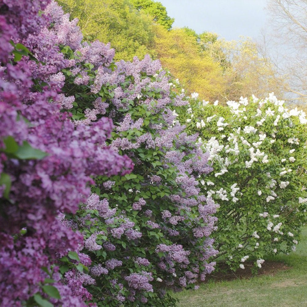 Liliac (Syringa) Belle de Nancy, cu Flori roz-pal-violet