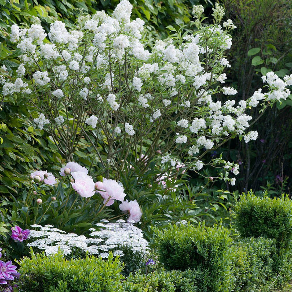 Liliac (Syringa) Copac Agnes Smith, cu Flori Albe