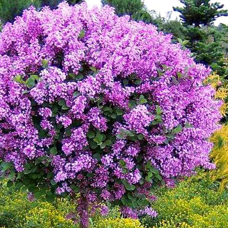 Люляк (Syringa) Dark Purple Bloomerang Tree, с тъмно лилави цветя и повтарящ се цъфтеж