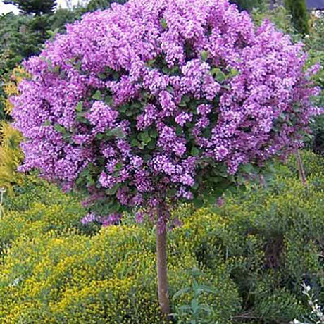 Люляк (Syringa) Dark Purple Bloomerang Tree, с тъмно лилави цветя и повтарящ се цъфтеж