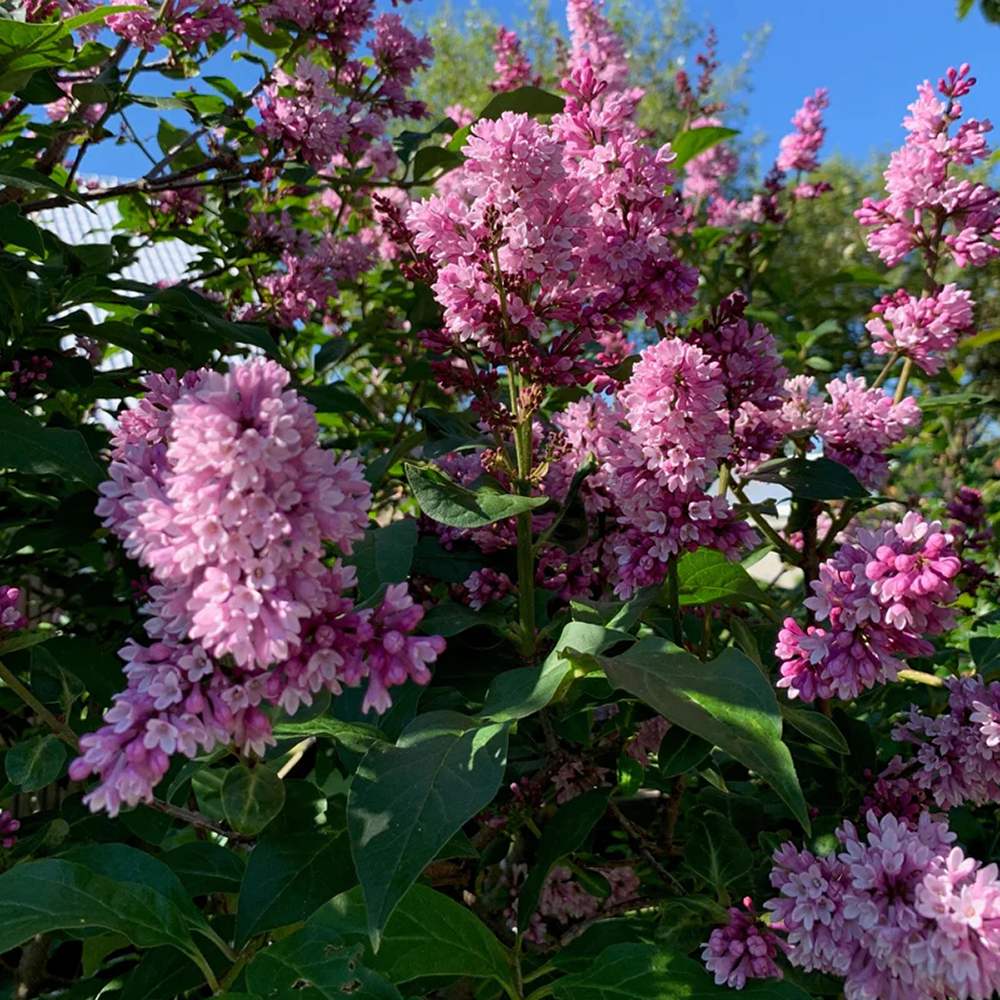 Liliac (Syringa) Copac Josikaea, cu Flori violet-inchis