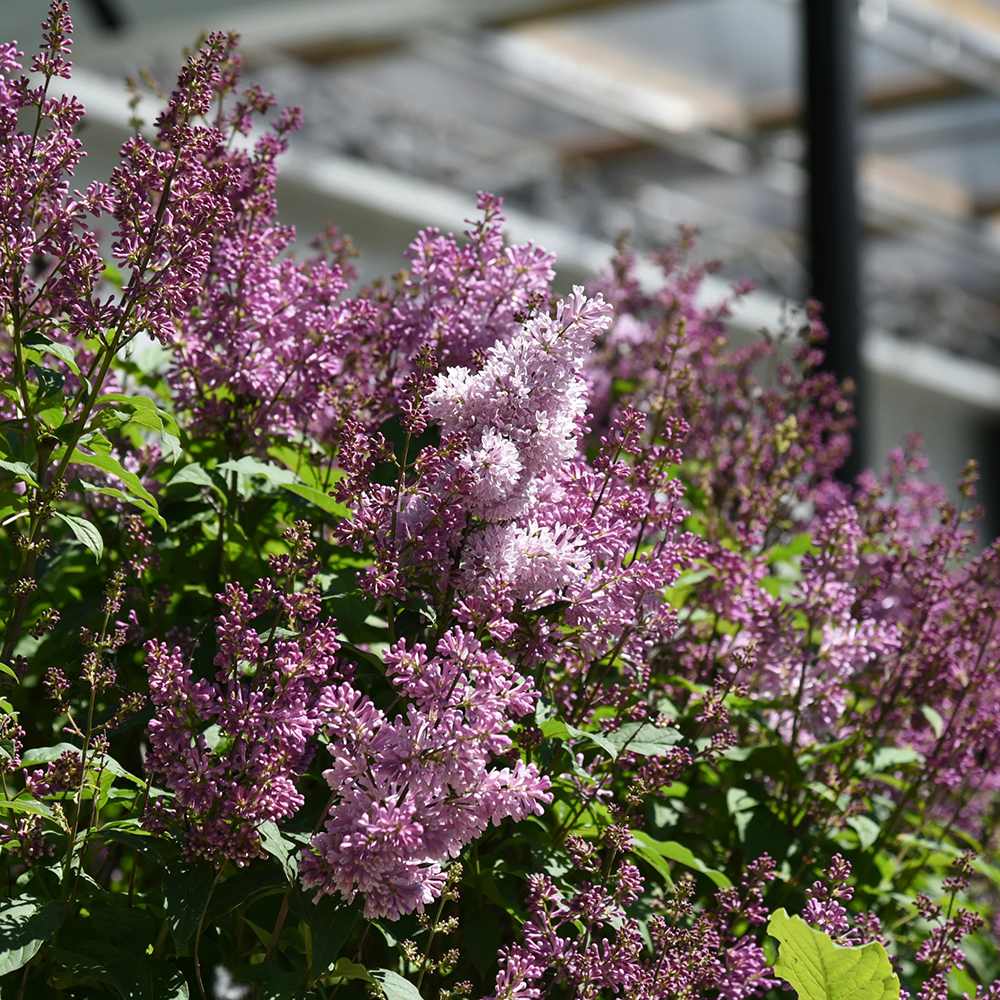 Liliac (Syringa) Copac Minuet, cu flori lila-deschis