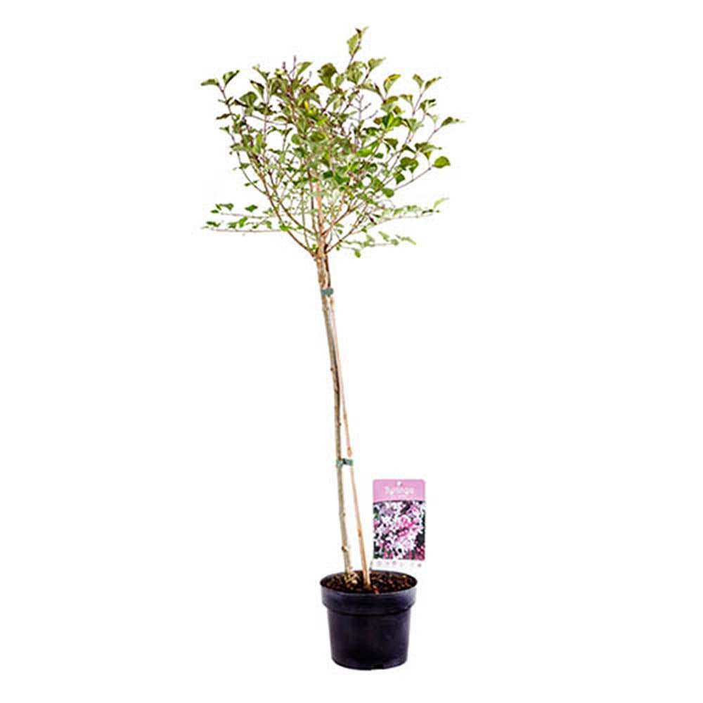 Liliac (Syringa) Copac Palibin, cu Flori mov-deschis