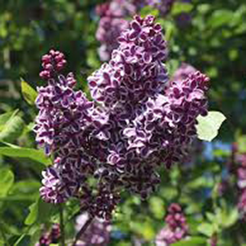 Liliac violet-alb Sensation (Syringa), cu flori violet-alb si parfum puternic
