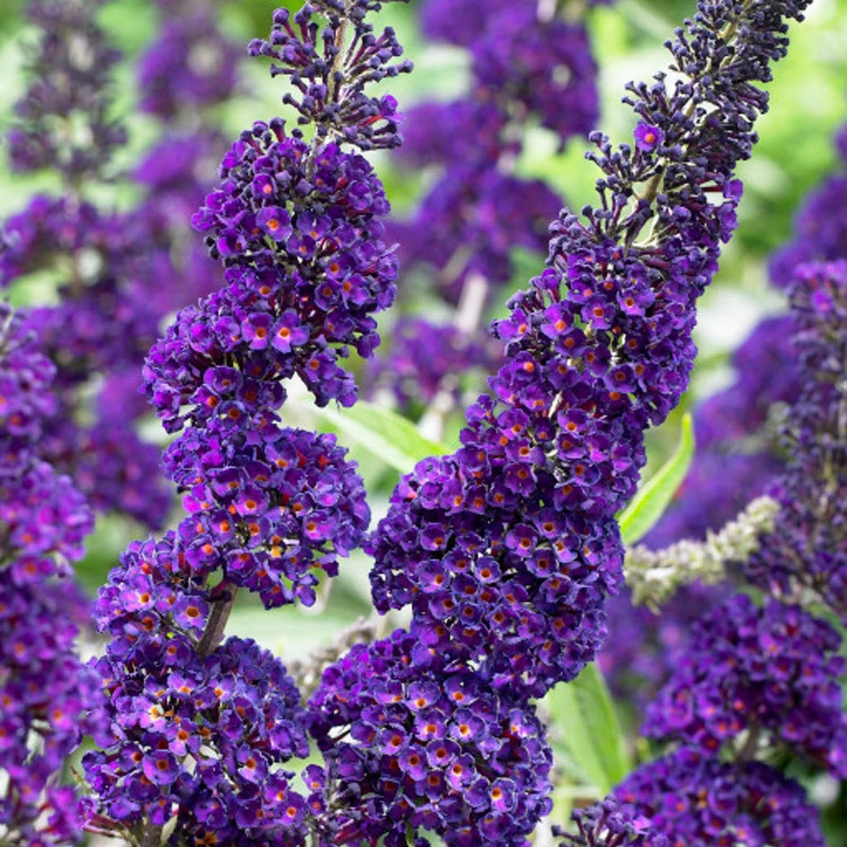 Liliac de Vara mov-inchis Black Knight (Buddleja)