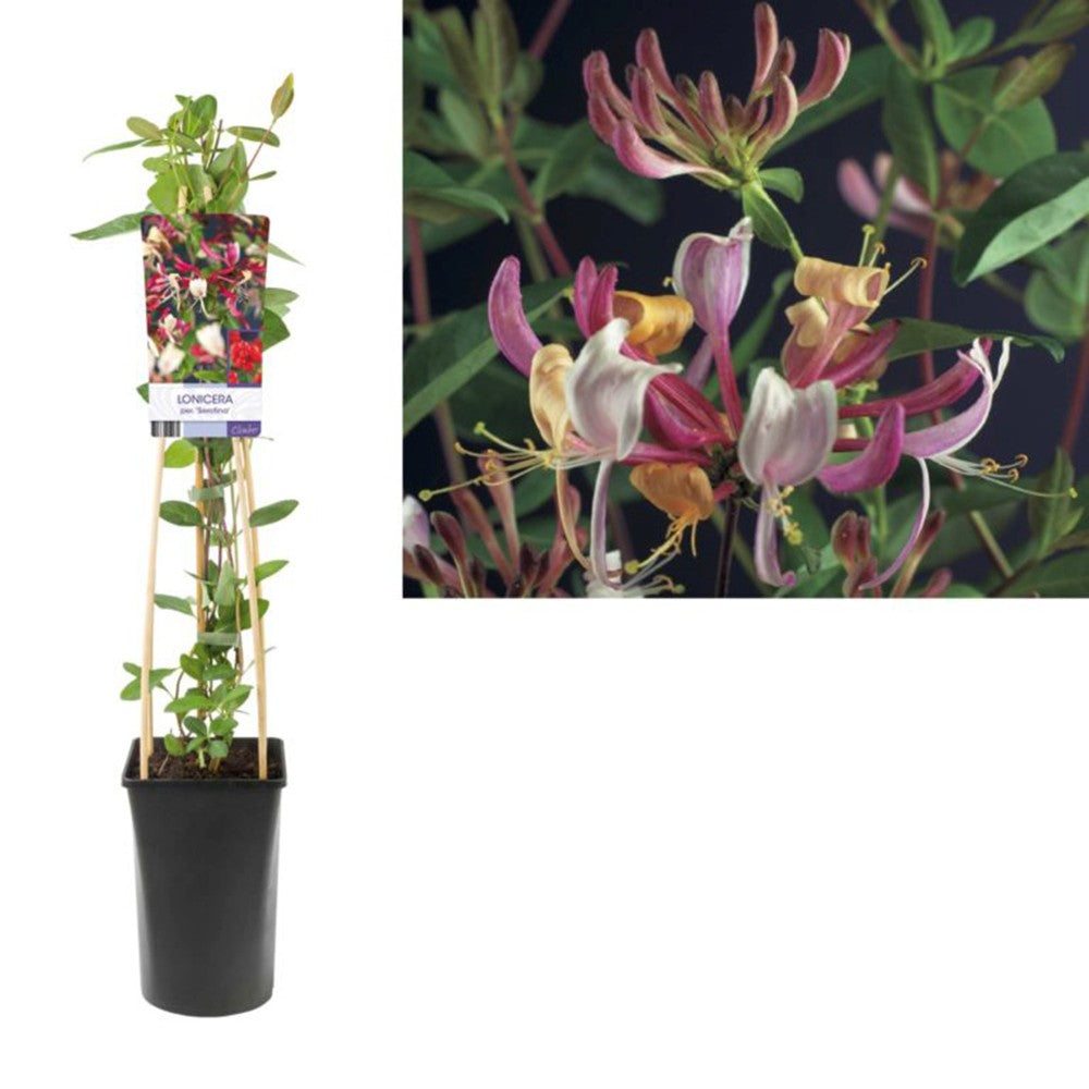 Орлови нокти/Каприфол (Lonicera) Serotina, катерливо растение с тъмночервено-виолетови цветове