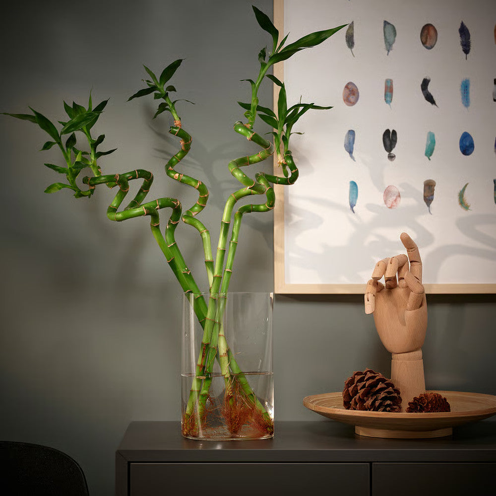 Щастлив бамбук Dracaena Sanderiana – спирални стъбла 60 см, стайно растение Feng Shui