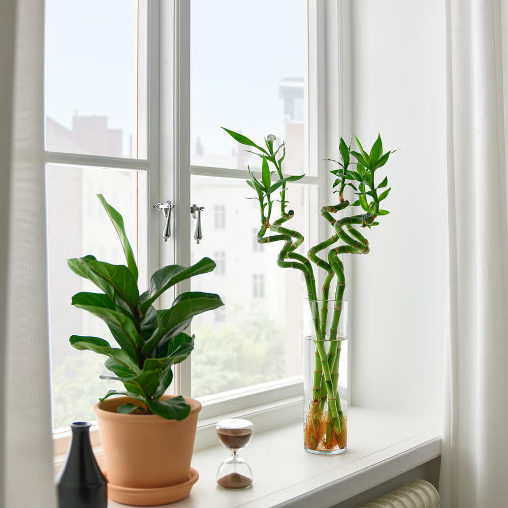 Щастлив бамбук Dracaena Sanderiana – спирални стъбла 60 см, стайно растение Feng Shui