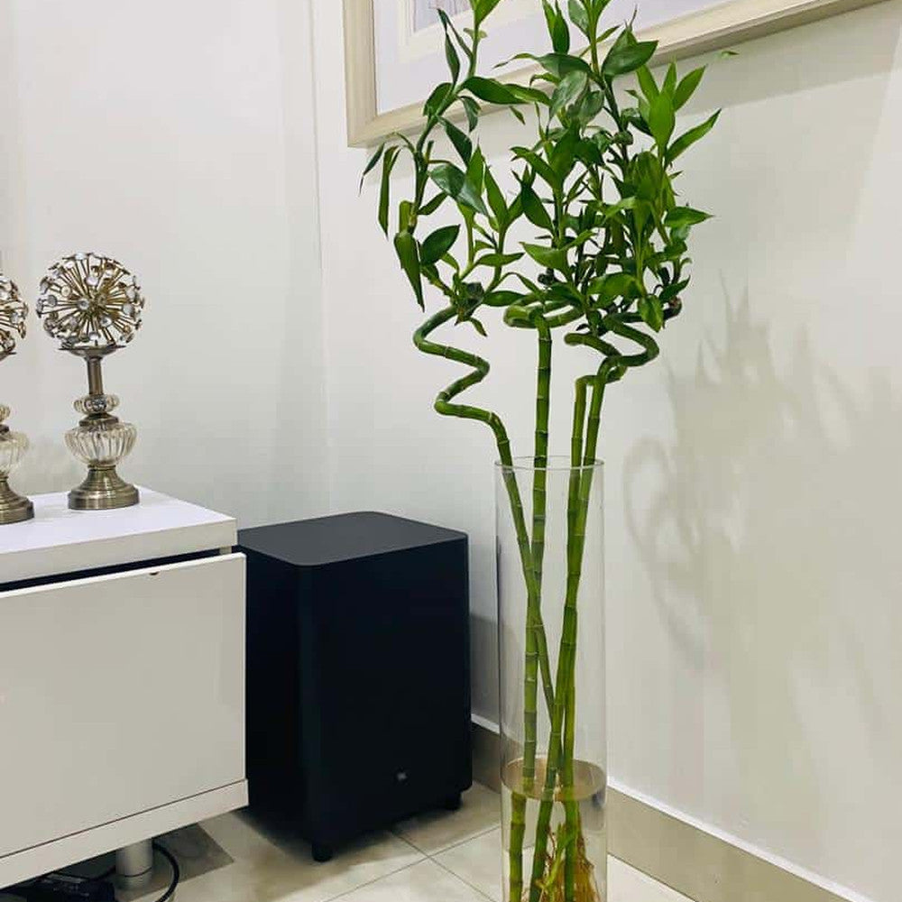 Бамбук на щастието спирала 70-80 см – елегантна стайна декоративна растение Feng Shui