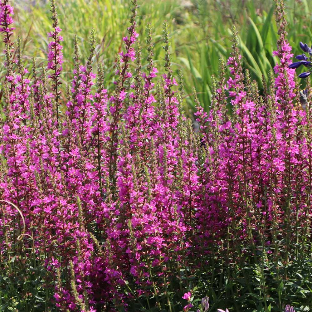 Rachitan Lythrum Salicaria Robin, cu flori roz