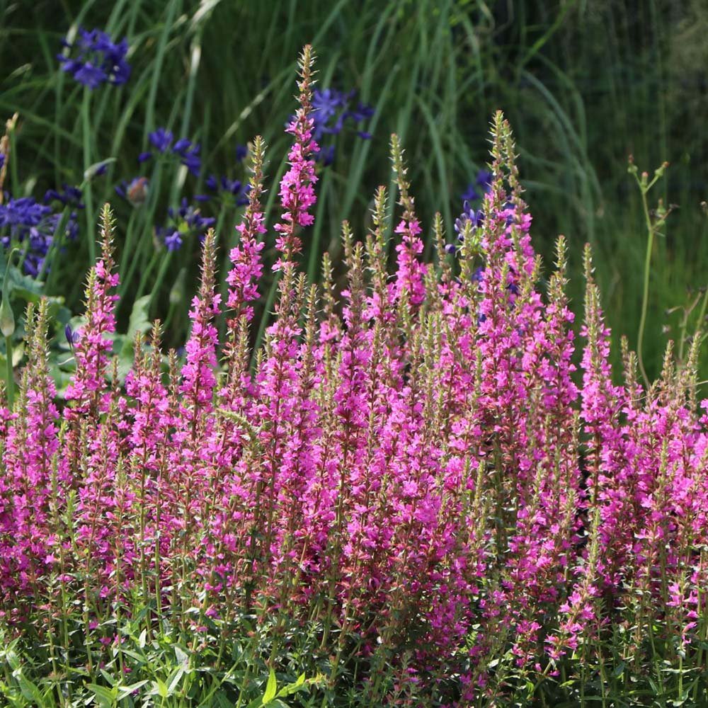 Rachitan Lythrum Salicaria Robin, cu flori roz
