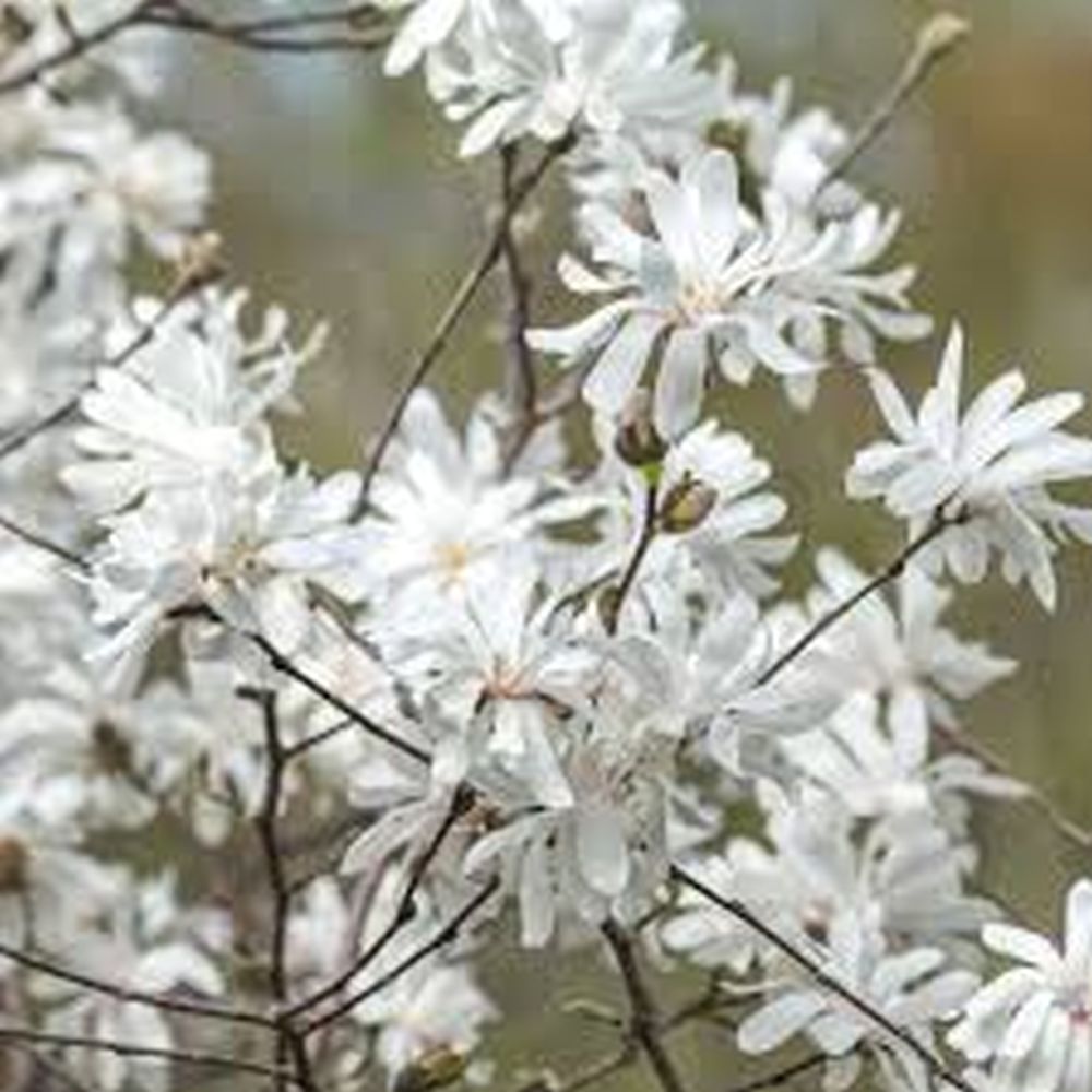 Magnolia alba Stellata - Tip copac