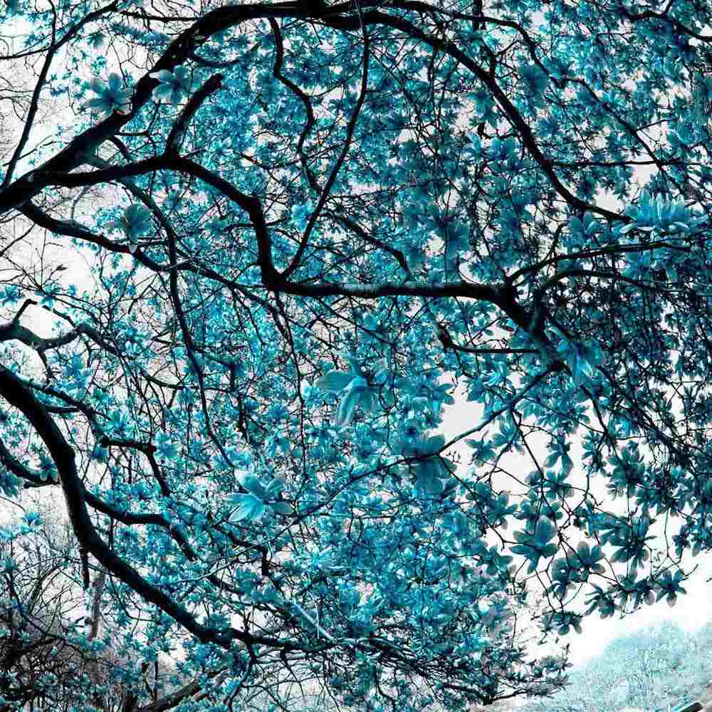 Magnolia Albastra Blue Opal