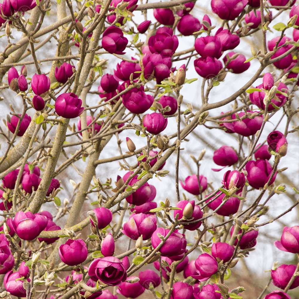 Magnolia Black Beauty, cu flori violet-inchis negru