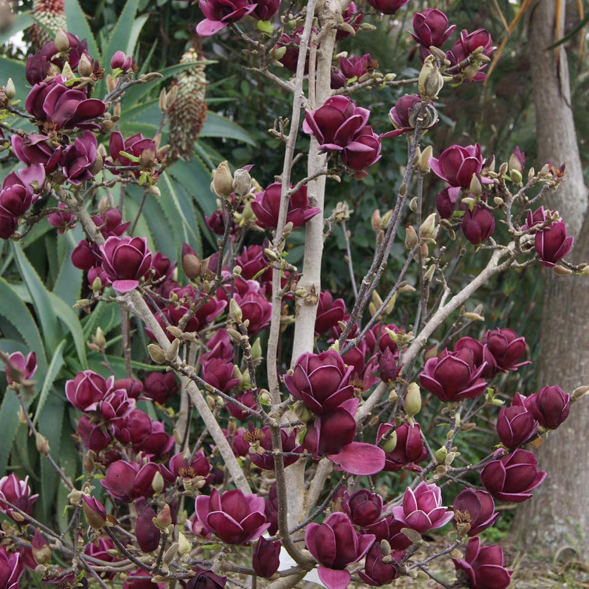 Magnolia rosu-purpuriu-intens Genie