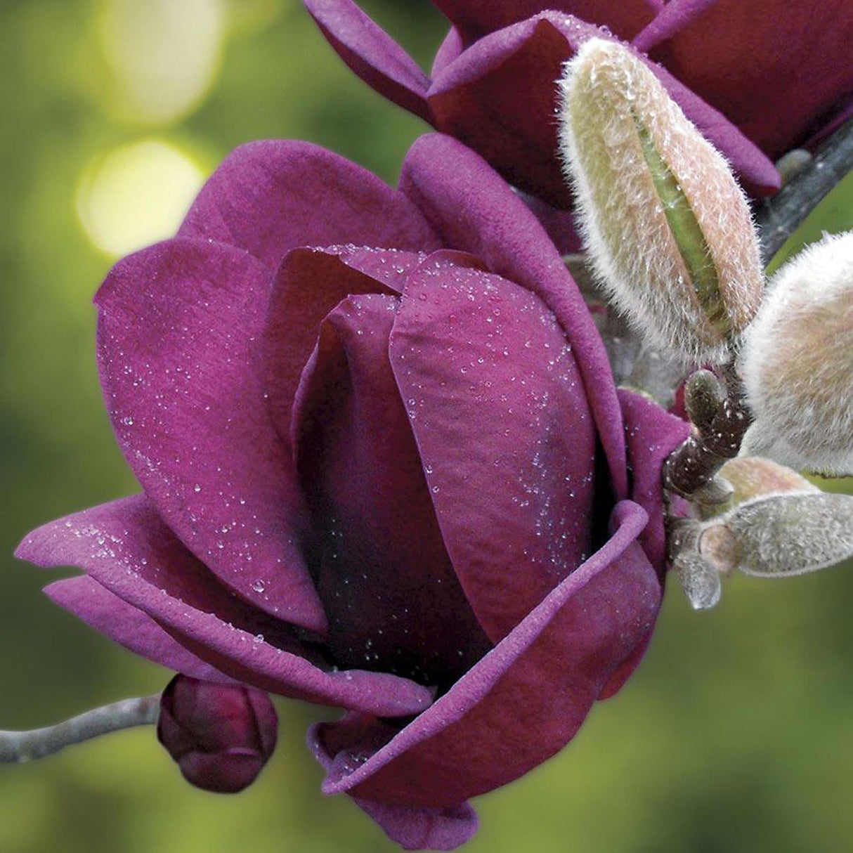 Magnolia rosu-purpuriu-intens Genie