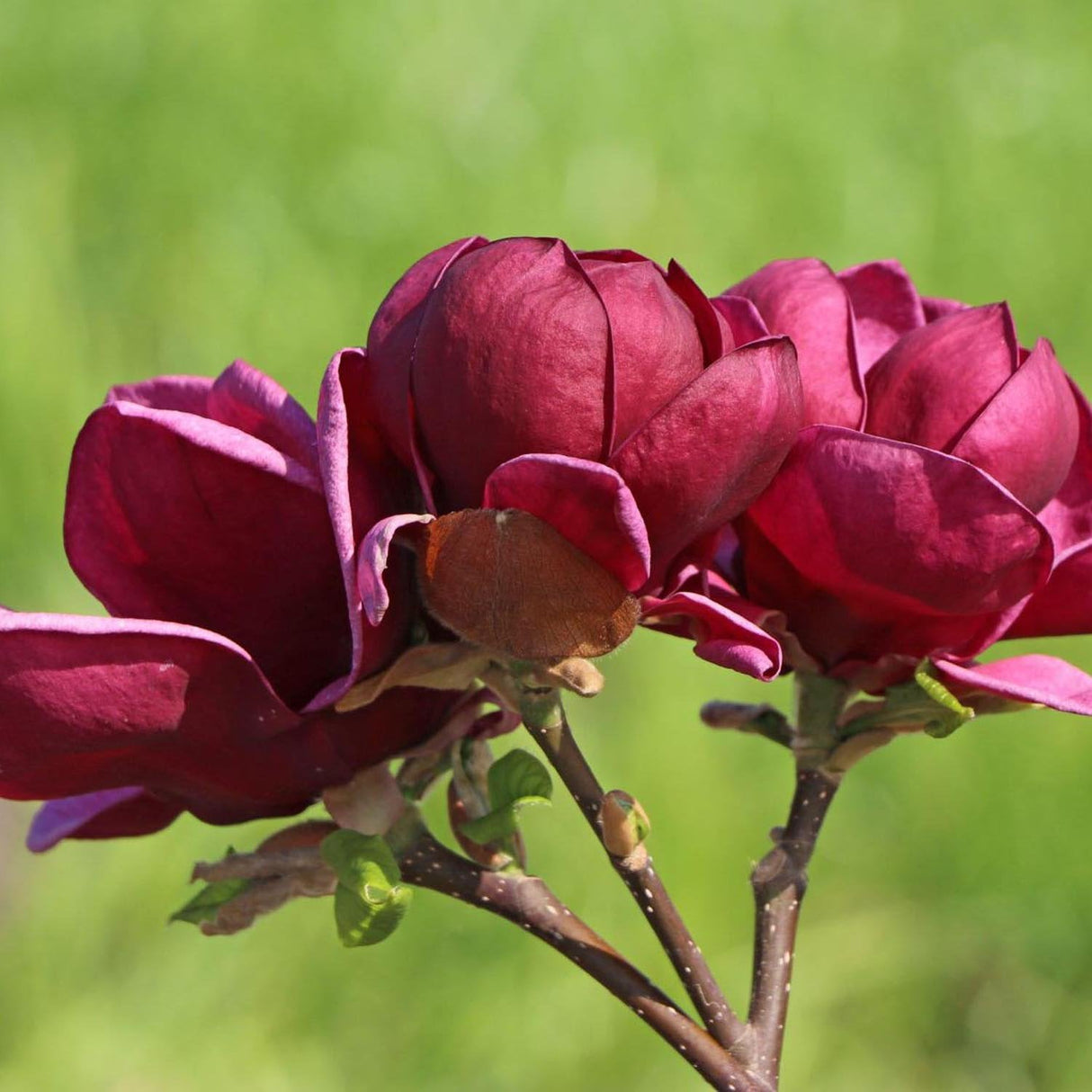 Magnolia rosu-purpuriu-intens Genie